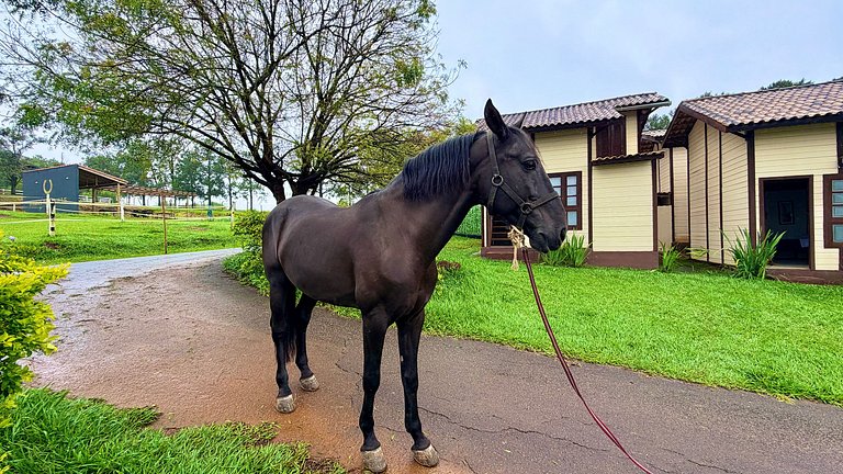 Haras Nashville - Chalé 15 - Cavalos