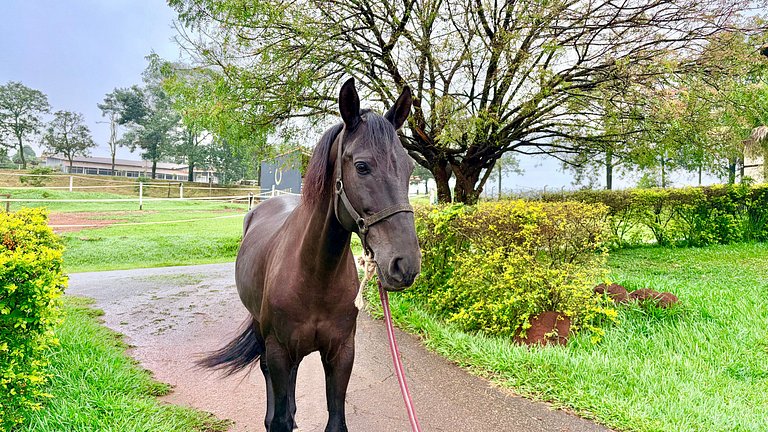 Haras Nashville - Chalé 16 - Espaço Aves