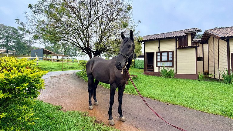 Haras Nashville - Chalé 14 - Coisas do Campo