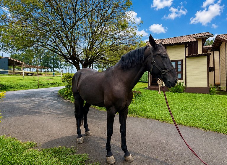 Haras Nashville - Espaço Cavalos